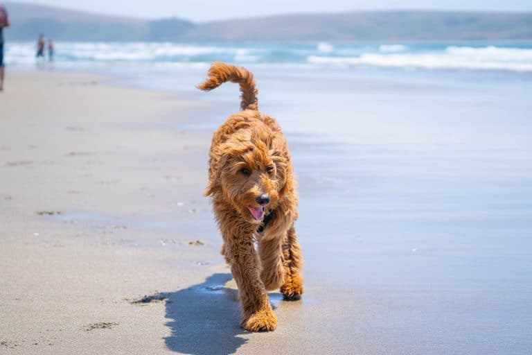 Where Can You Buy a Goldendoodle?