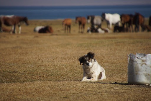 Can Dogs Make Friends with Horses?