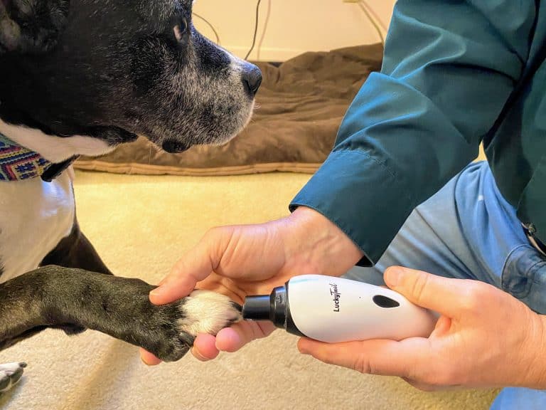 The best way to trim your dog’s nails