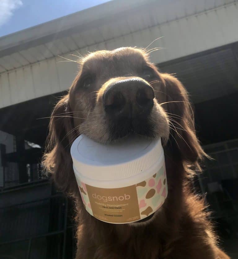 Dogsnob ZOOMIES Mobility Chews Review