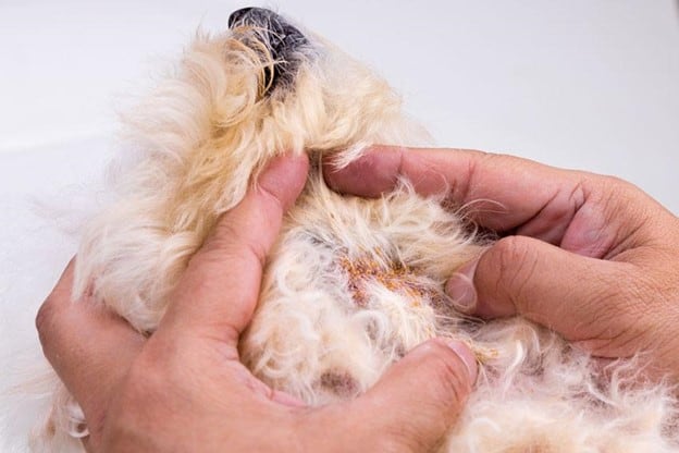 10 Signs Your Dog has a Yeast Infection