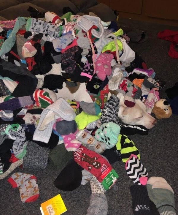 Best Games to Play with your Dog at Home during Quarantine