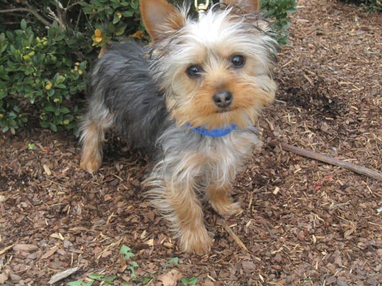 Proper Use and Fit of Dog Training Collars