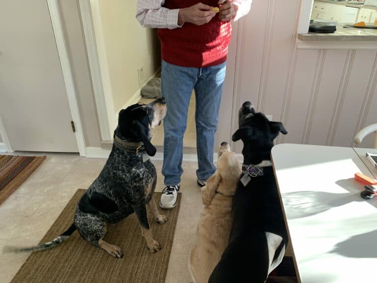 Homework to help you improve your dog’s commands