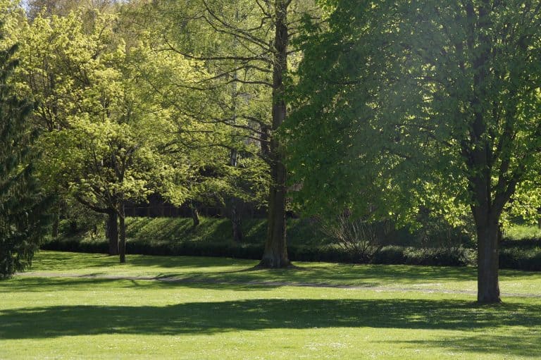 Lawn Burn.  Is your dog the culprit?