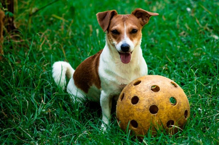 How to Get – and Keep – Your Dog Interested in Their Toys