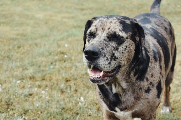 Top 10 Catahoula Mix Dog Breeds