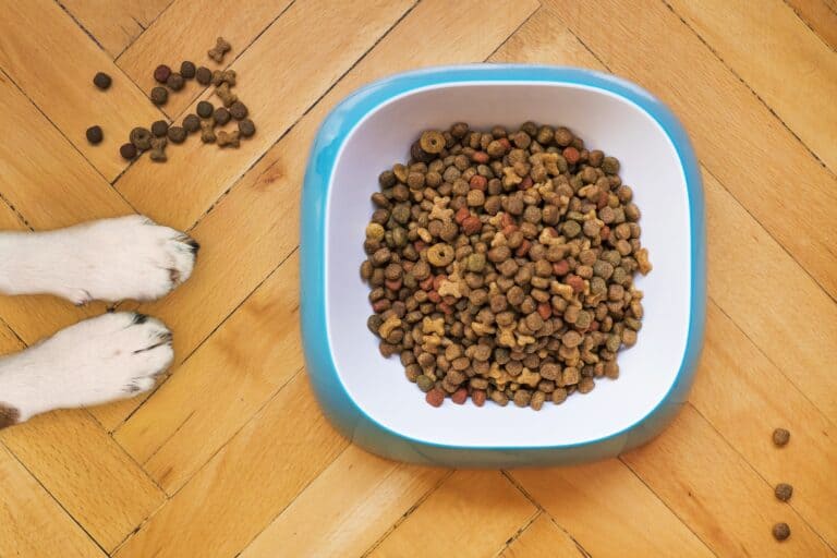4 tips to choose the right dog food
