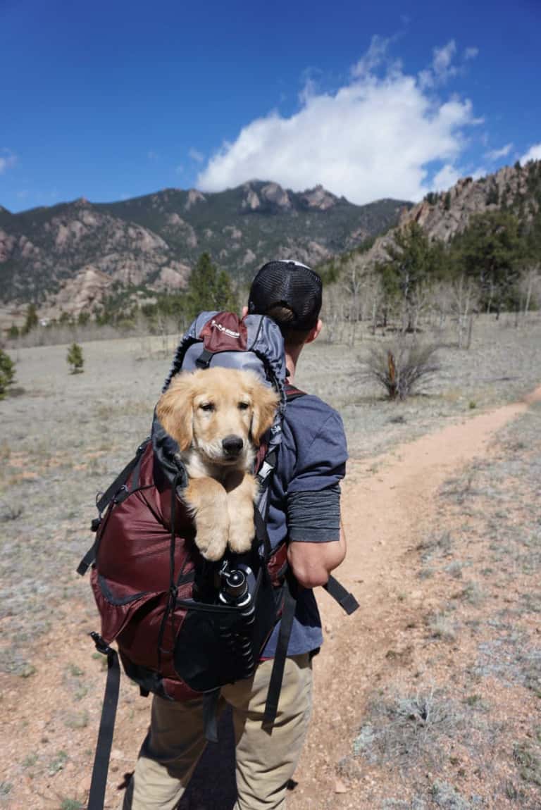 Keep Your Dog Safe On Hikes
