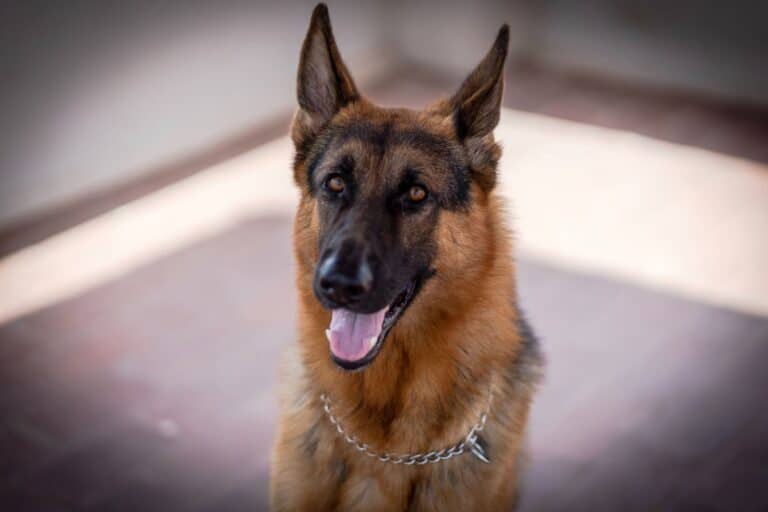 10 Essential German Shepherd Diet Tips