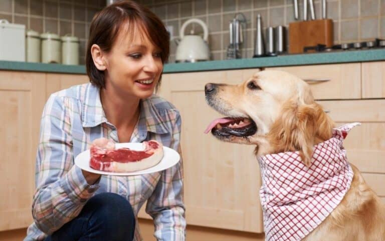 Signs You are Spoiling your Dog