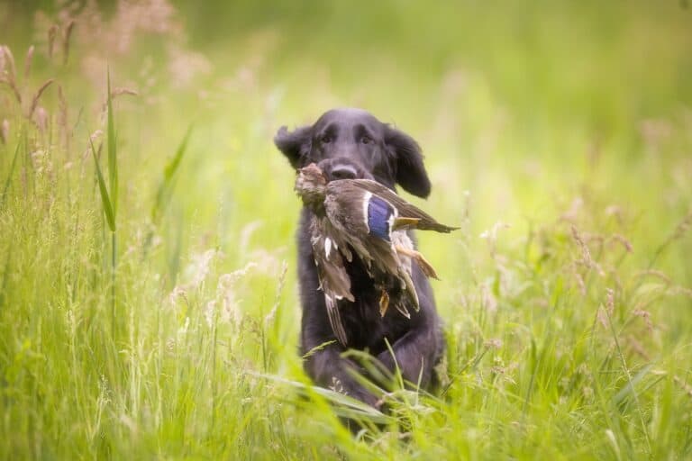 Popular Hunting Dogs