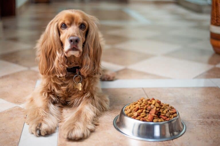 How to choose a dog food company