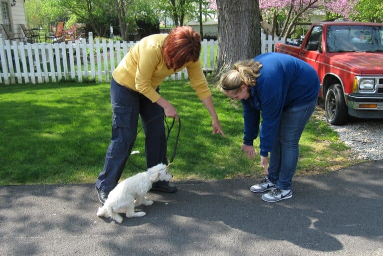 How To Teach Your Dog To Say Hi