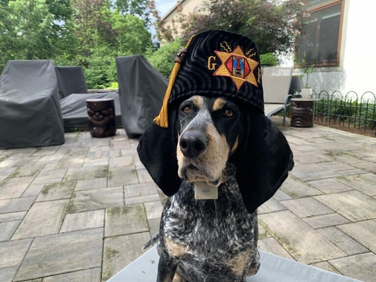 What Tricks Should I Teach My Dog?