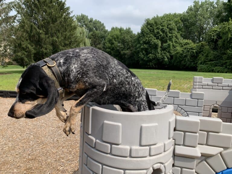 Teaching your Dog Tricks