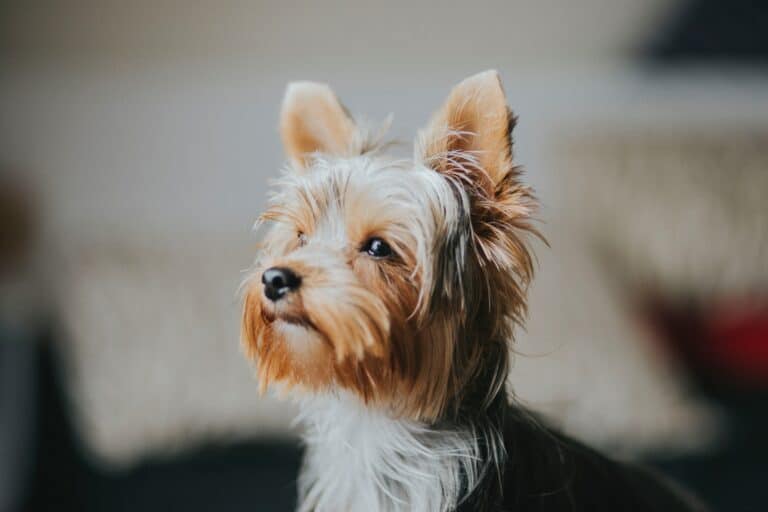 Yorkshire Terriers: Caring Made Easy