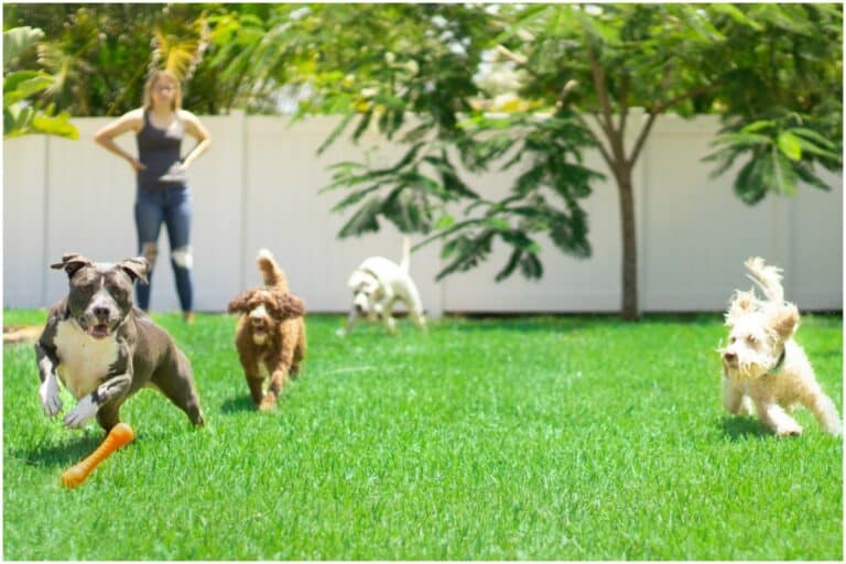 11 Expert Tips to Create a Dog-Friendly Backyard