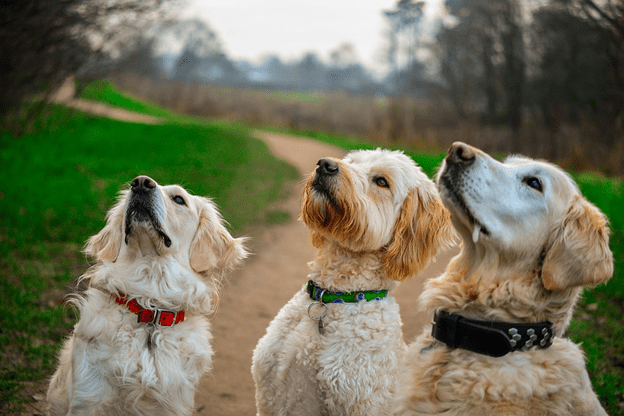 Healthy Dog Treats: 5 Things You Should Keep In Mind