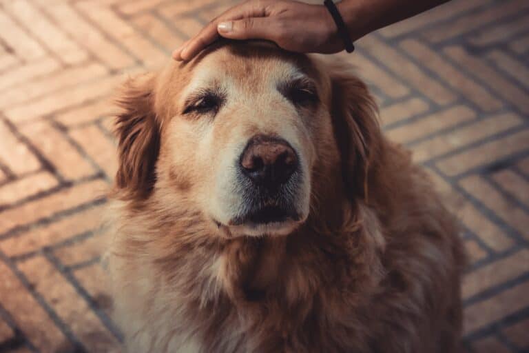 How to Take Care of an Aging Senior Dog