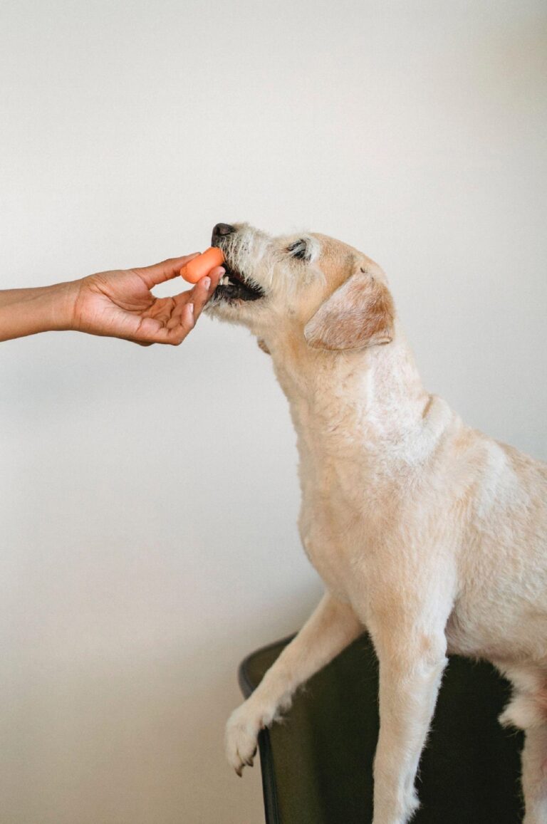 Dog Vegetables: 5 Fruits and Vegetables That are Good for Your Dog’s Health