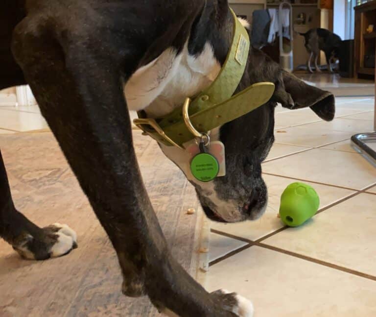 Penny and Autumn Review the JW Tumble Teez Dog Toy