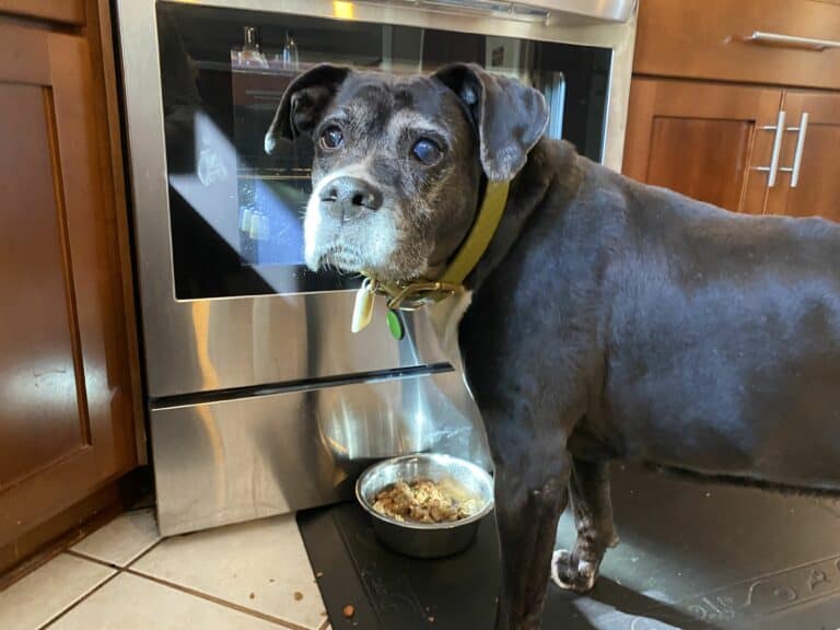 A Pup Above Review: Healthy and Cares About the Planet