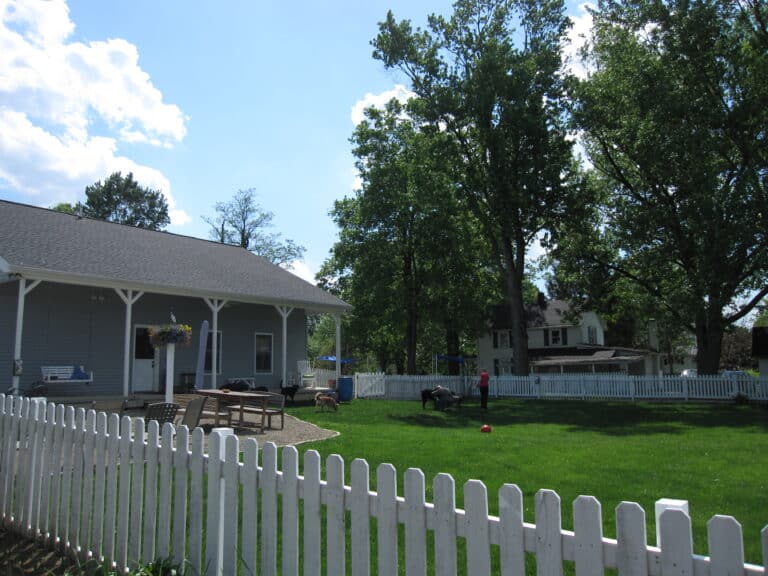 Essential Items You Need Before Opening a Doggie Daycare