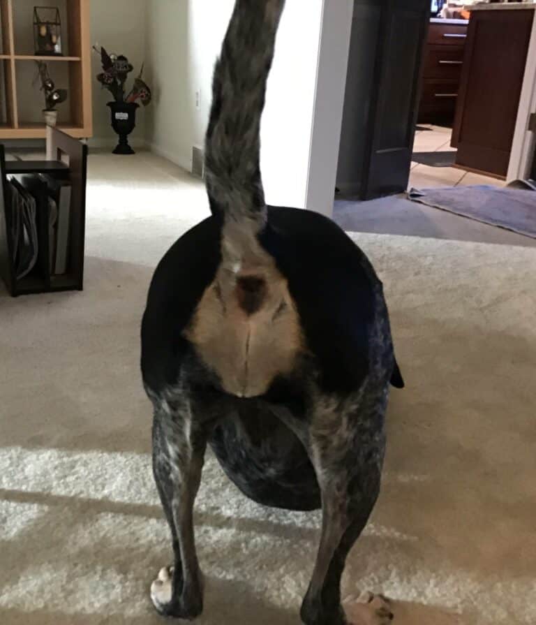 4 ways to open a poop bag without licking your fingers