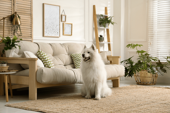 How Do You Make Your Apartment More Dog-Friendly?