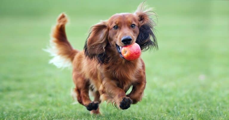 Best Ways to Feed Apples to Your Dog