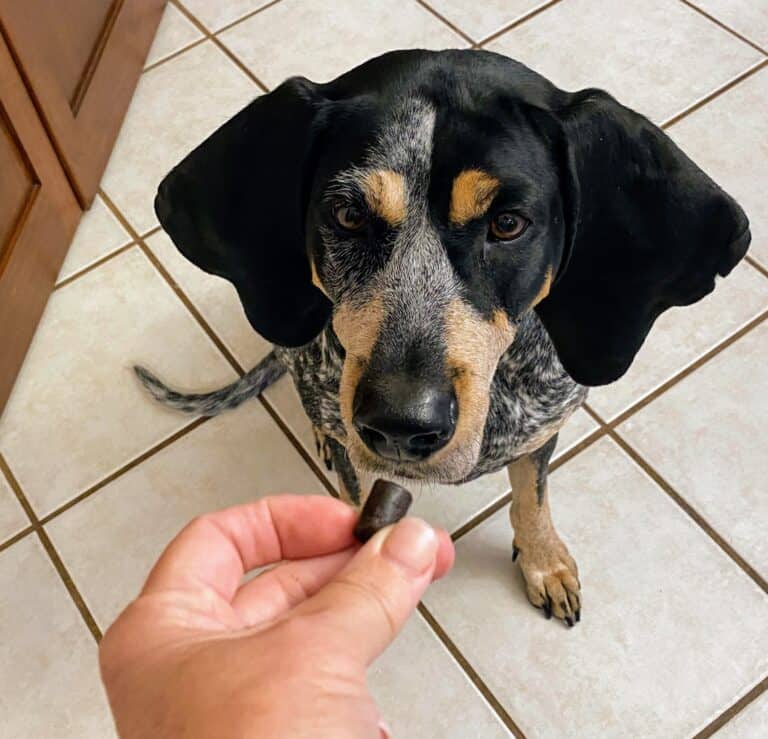 How and Why with Giving Dog Supplements