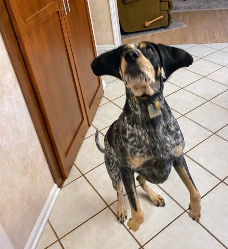 How can I stop my dog from jumping on me