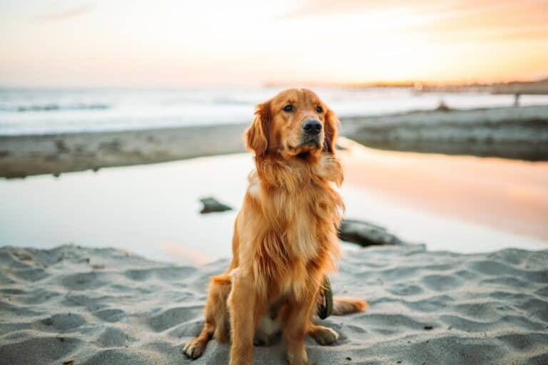 Perfect Places to Travel with Your Dog