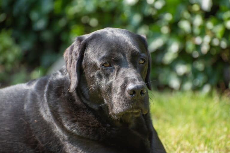 Are Silver Labradors A Legit Breed?