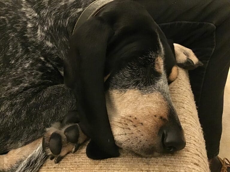 Inactive Canine? How to Boost Your Dog’s Energy