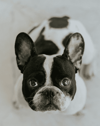 Canine Rehabilitation Nutrition: What you need to know