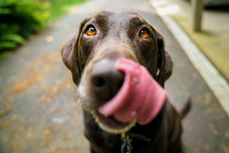 The Trouble with Xylitol and your Dog