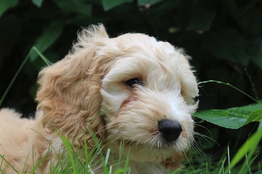 The Cockapoo: Your Ultimate Guide to this Hybrid Breed