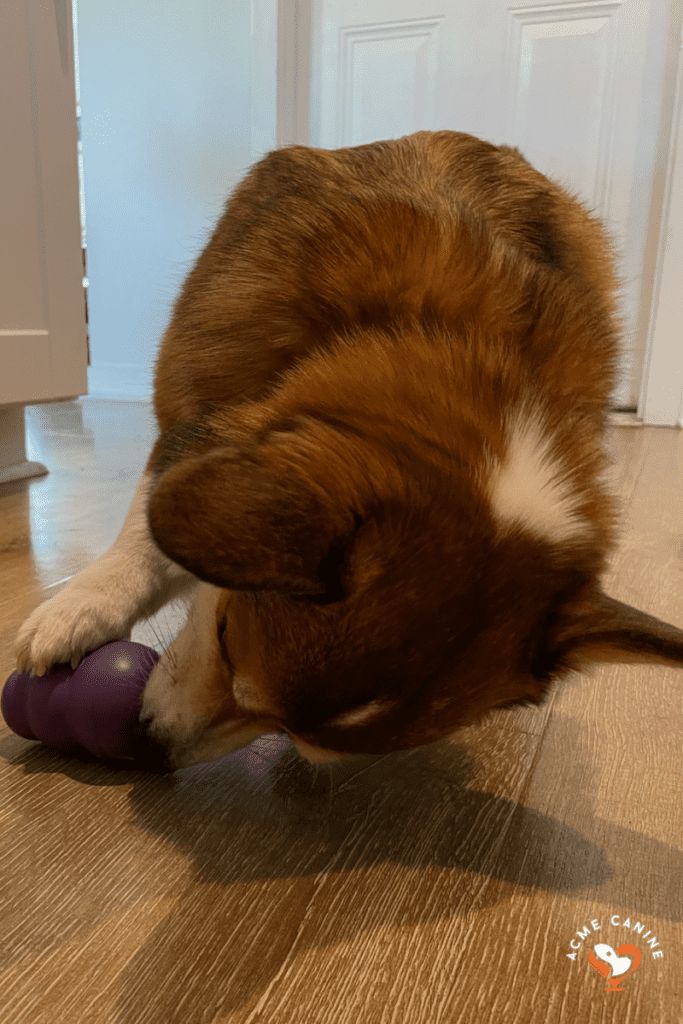 Callie Enjoying Her Kong With Peanut Butter