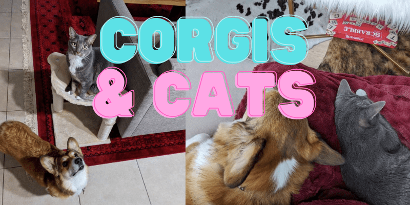 Do Corgis and Cats Get Along
