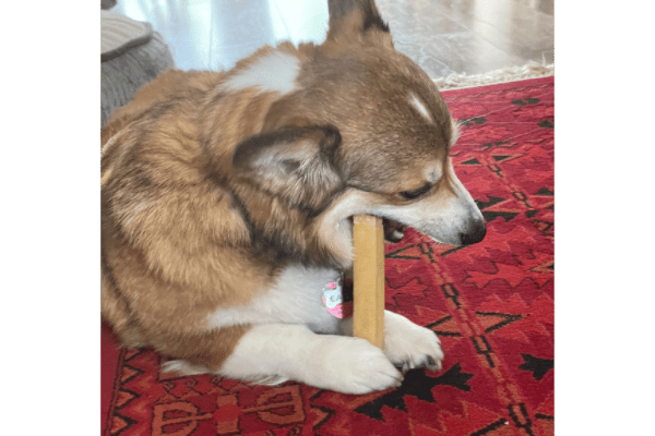 Corgie eating yak chew