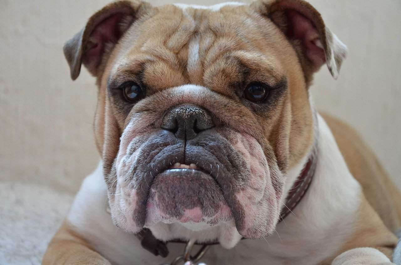 close up of english mascot bulldog puppy