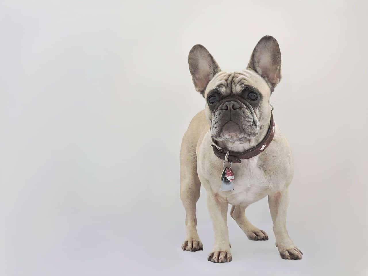 french bulldog purebred isolated on grey background