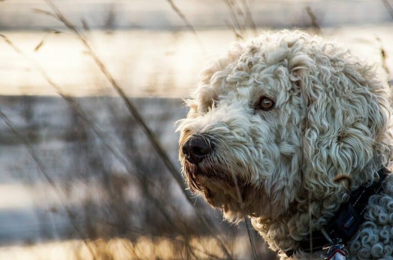 poodle vs goldendoodle featured image