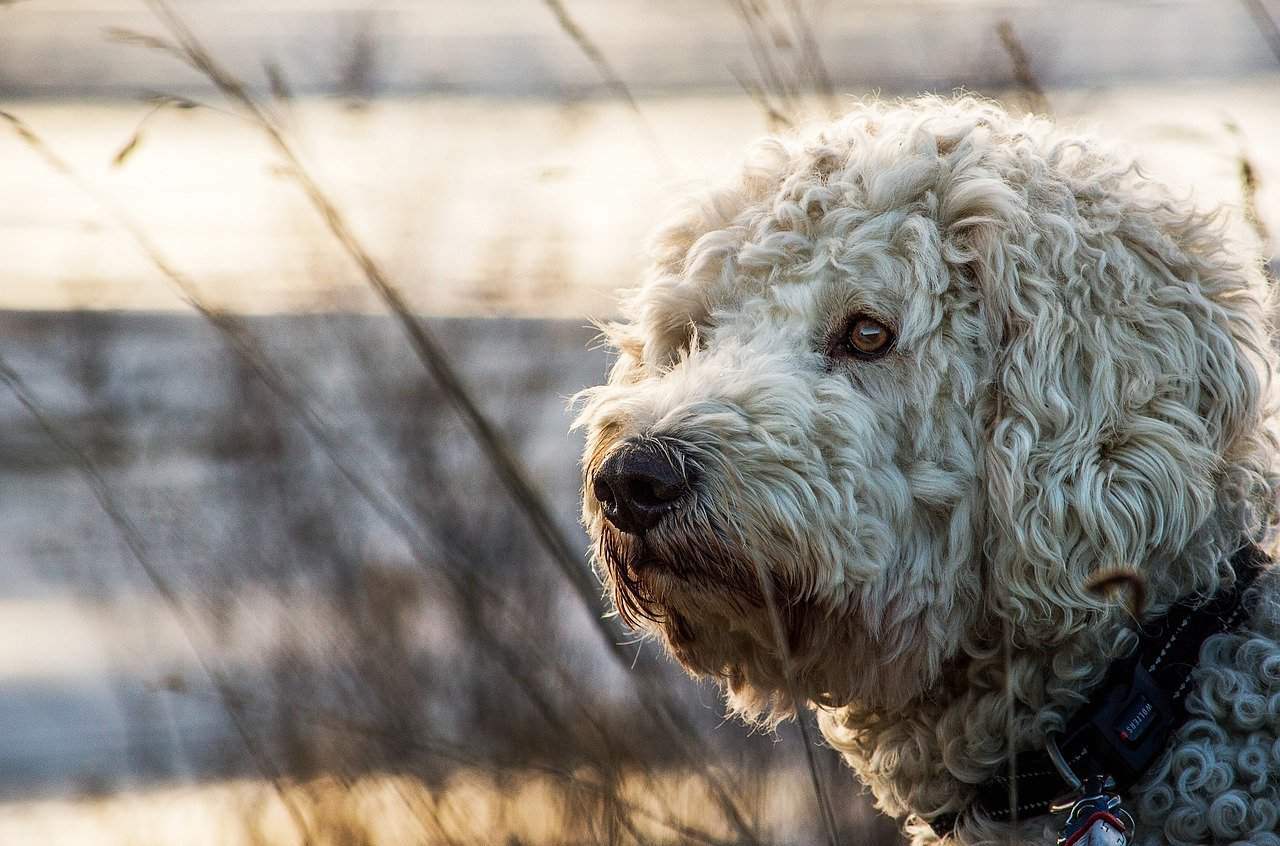 poodle vs goldendoodle featured image