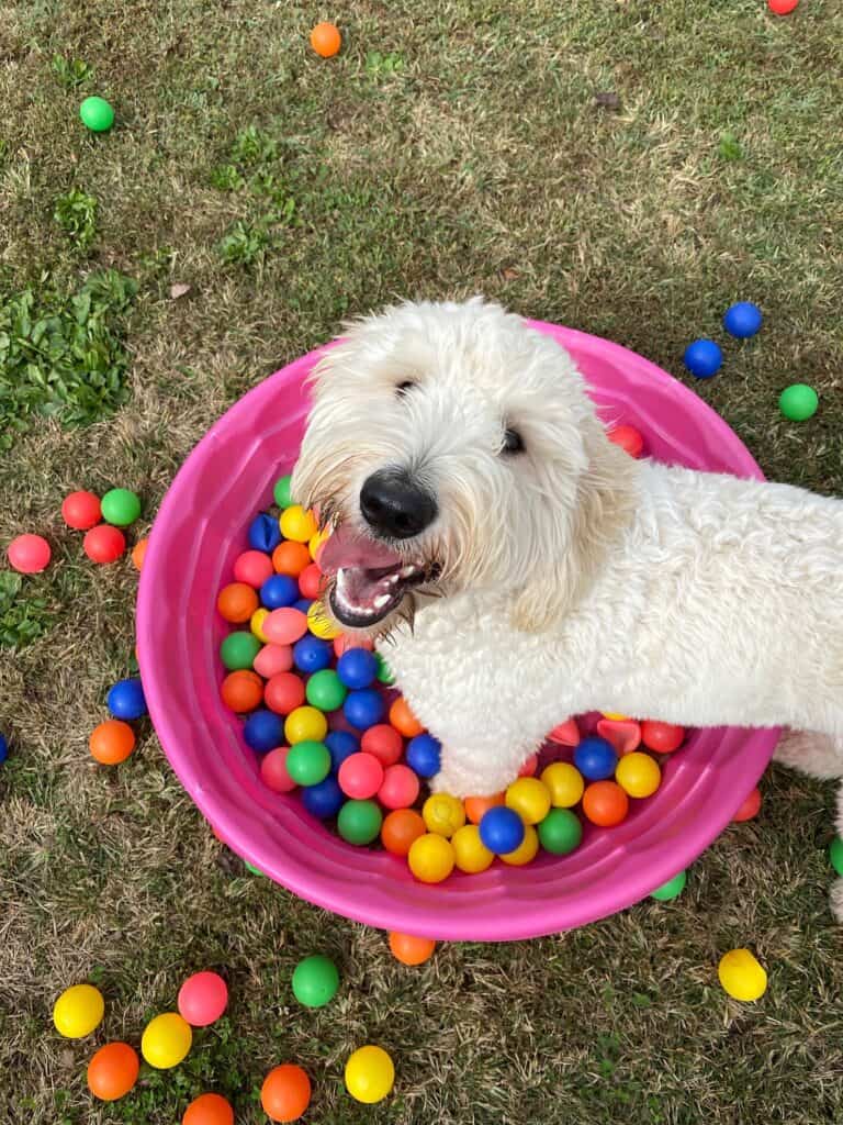 Dog plays in homepage ball pit