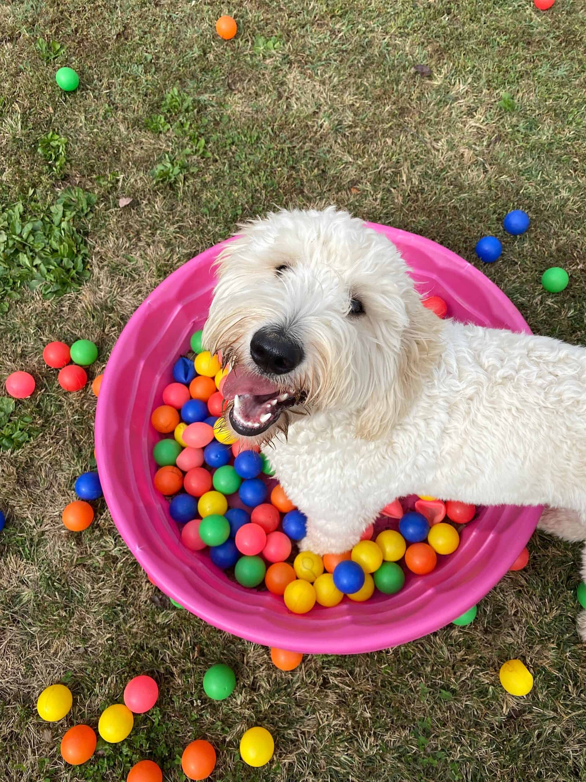 Dog plays in homepage ball pit