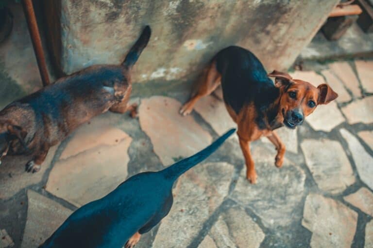 Why Does My Dog Hump Me and No One Else?