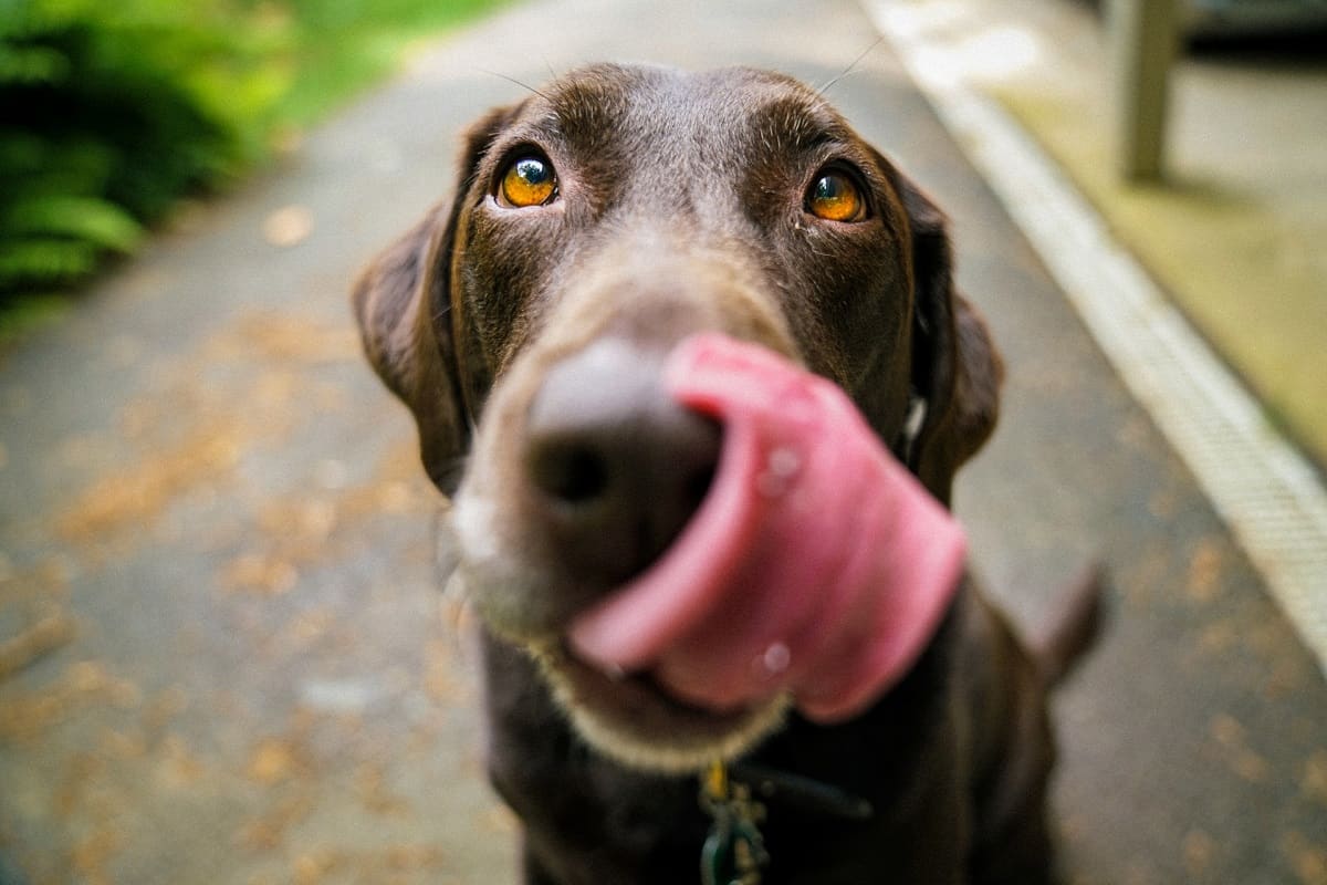dog licking his butt featured image